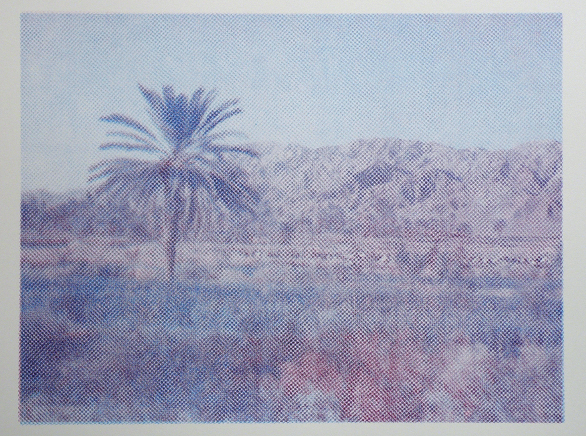 Palm Trees of Iraq